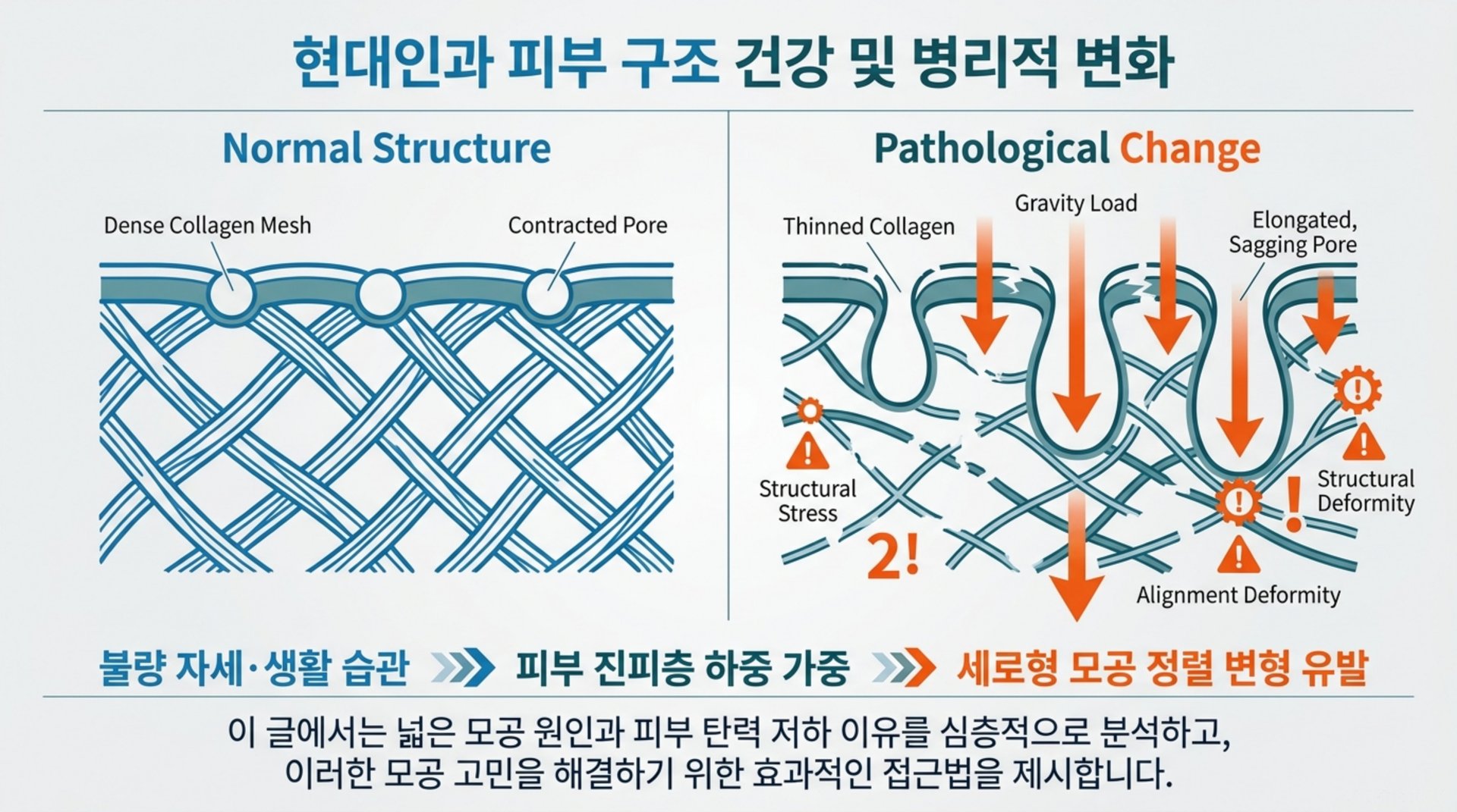북가좌동 한의원 현대인과 피부 구조 건강 및 병리적 변화 안내 이미지
