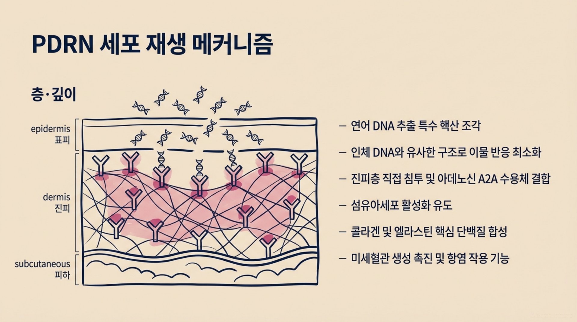북가좌동 한의원 PDRN 세포 재생 메커니즘 안내 이미지