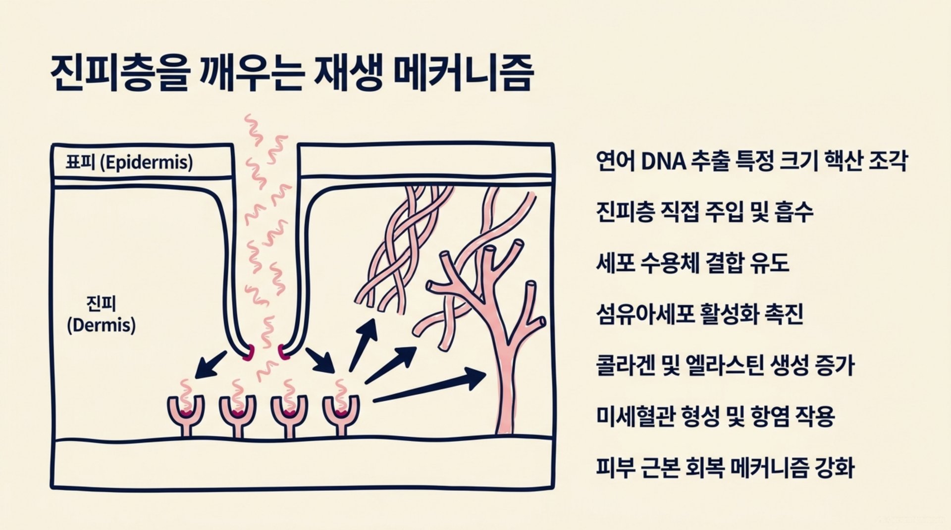 북가좌동 한의원 진피층을 깨우는 재생 메커니즘 안내 이미지