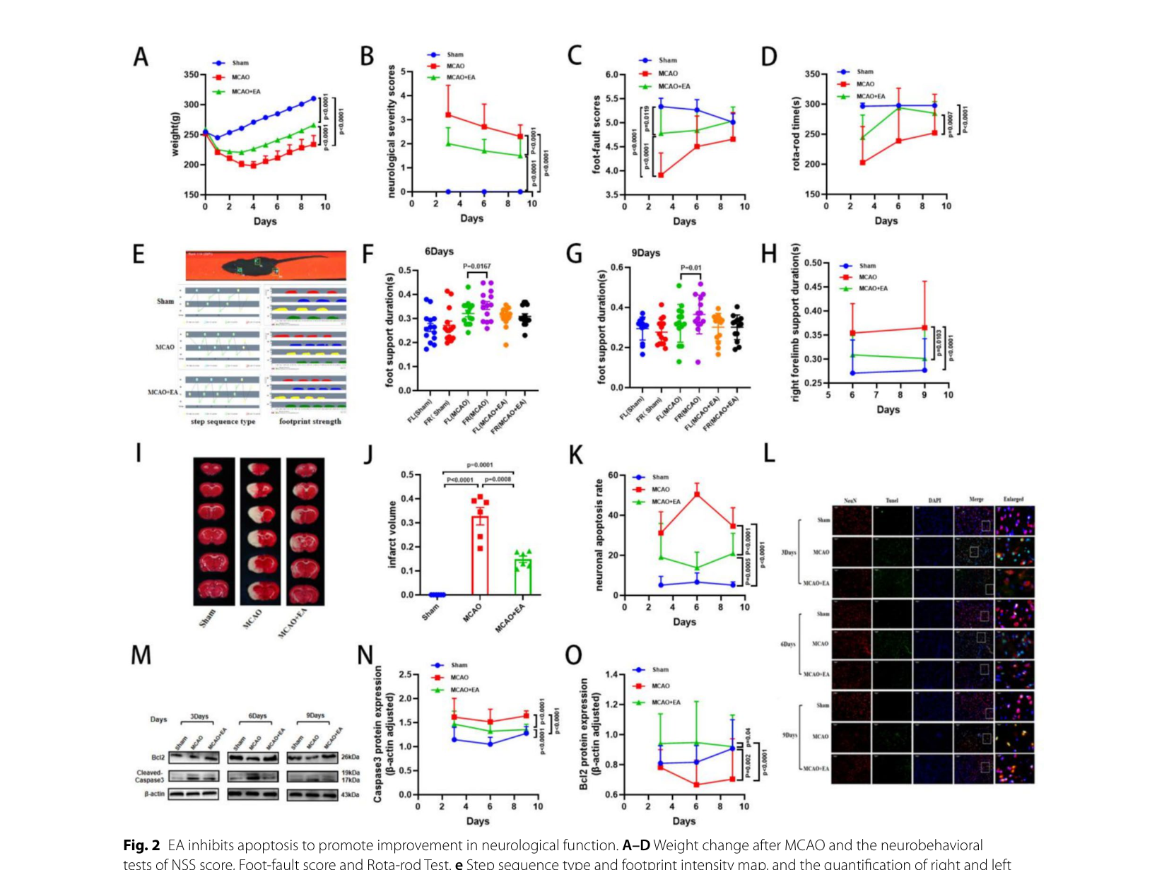 Figure 2: MCAO 후 체중 변화 및 신경학적 기능 평가 결과, 뇌경색 부피, Caspase3 및 Bcl2 단백질 발현, 신경 세포자멸사율 (TUNEL 염색) 비교
