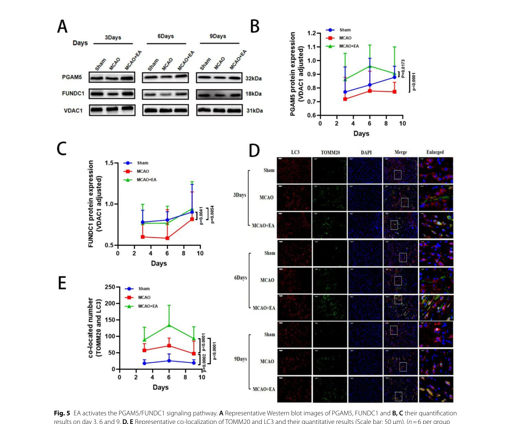 Figure 5: 전기침이 PGAM5/FUNDC1 신호 경로를 활성화하는 웨스턴 블롯 (PGAM5, FUNDC1) 및 TOMM20과 LC3 공동 국소화 결과