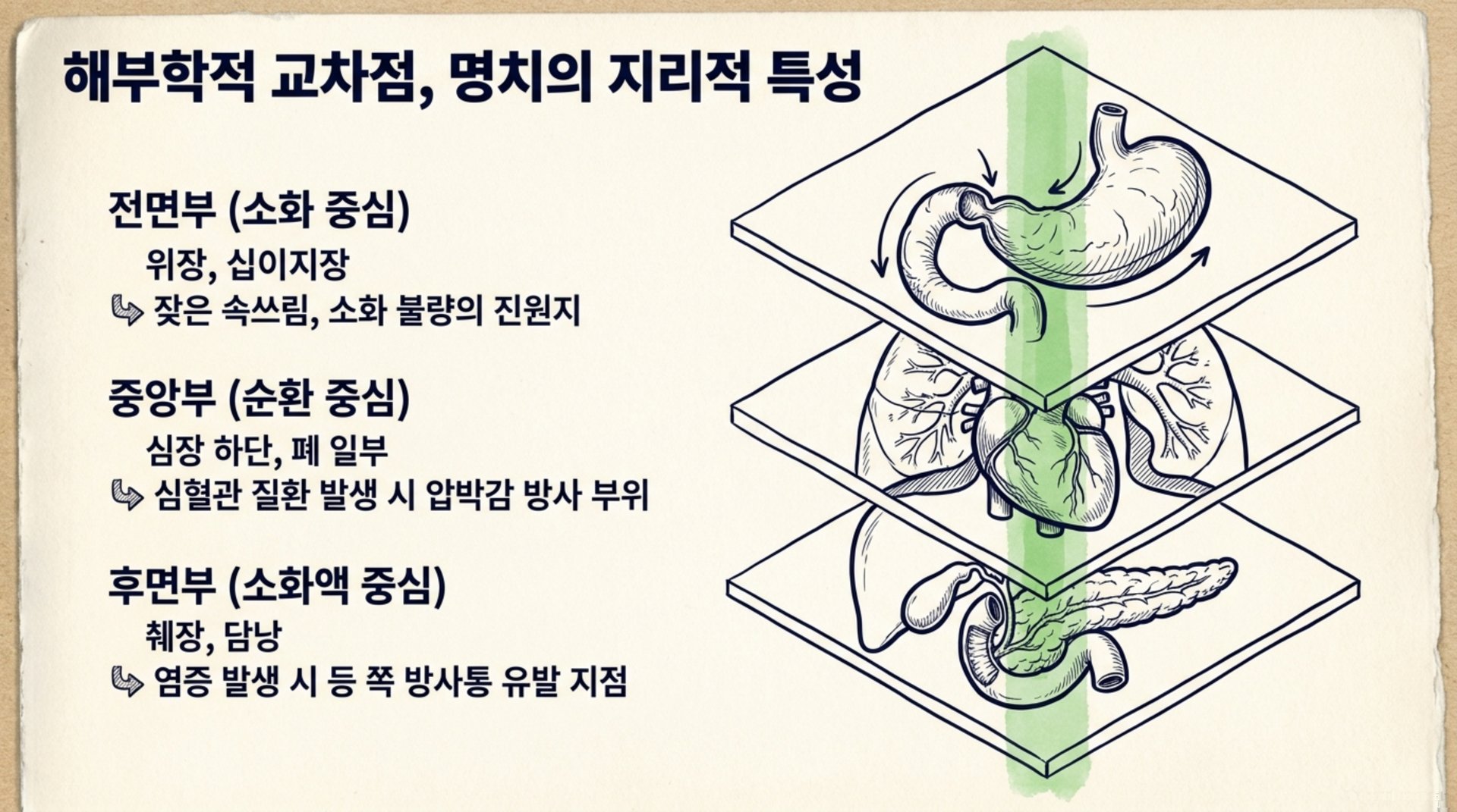 북가좌동 한의원 해부학적 교차점, 명치의 지리적 특성 안내 이미지