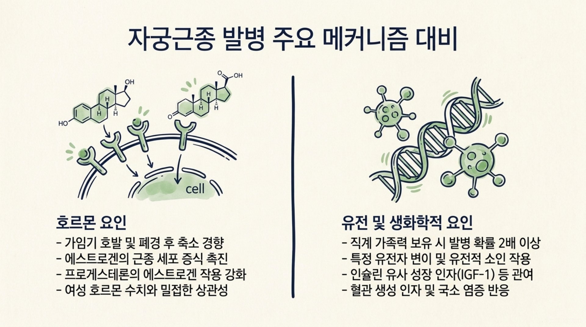 서대문구 한의원 자궁근종 발병 주요 메커니즘 대비 안내 이미지